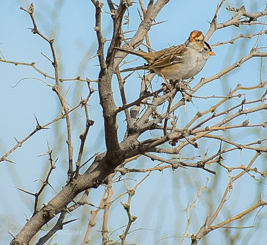 Nikon D3400 sample photo. Birdie birdie photography