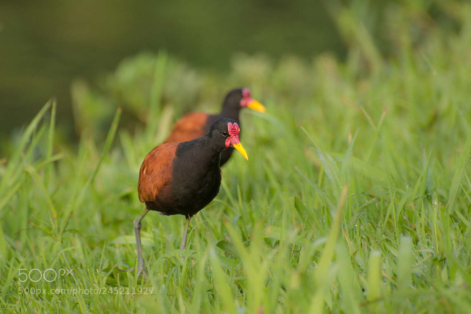 Nikon D7200 sample photo. Wattled jacana ja an photography