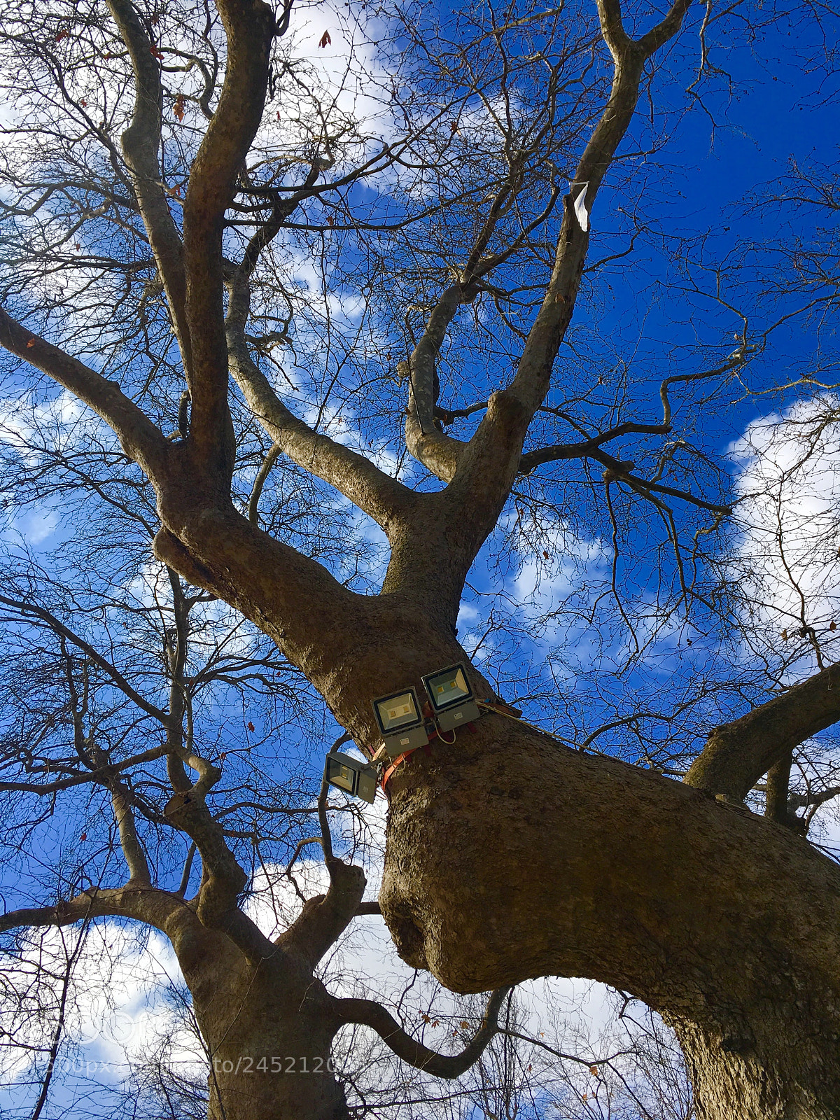 Apple iPhone 6s Plus sample photo. Very old trees photography
