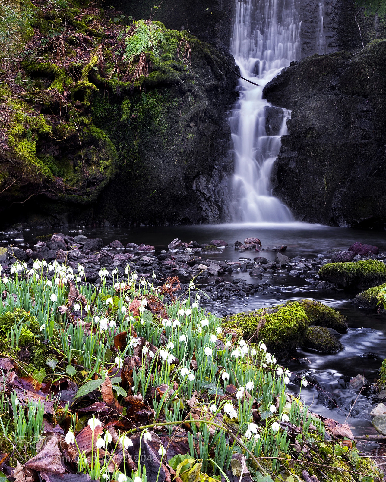 Sony a7R sample photo. Snowdrop fall photography