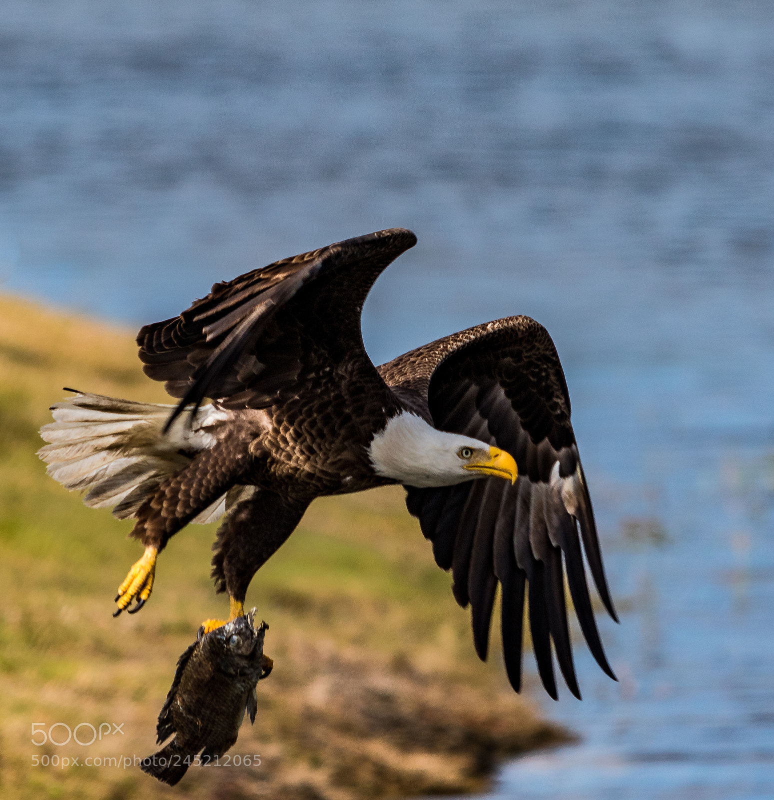Canon EOS 7D Mark II sample photo. Fish for lunch photography