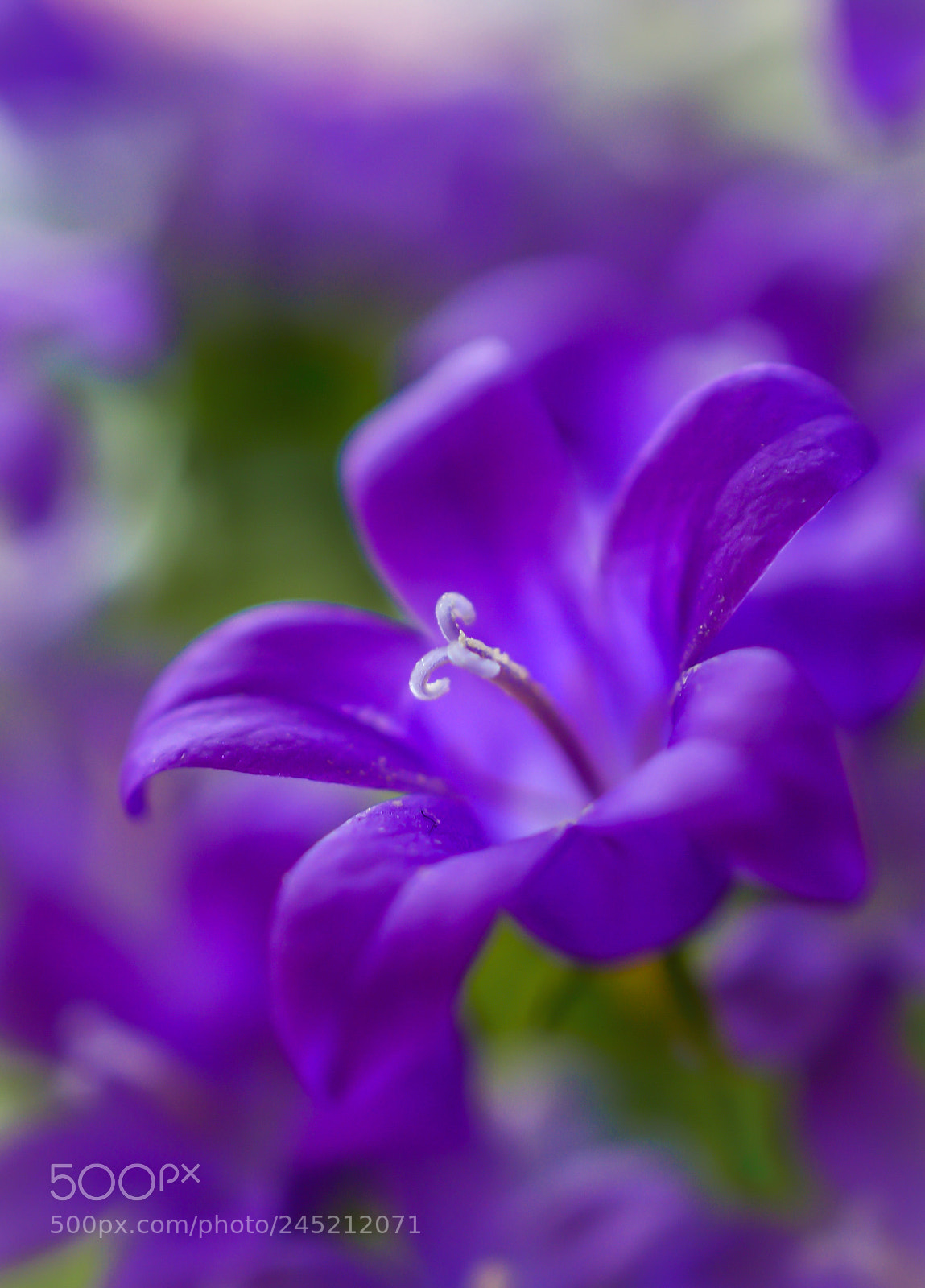 Nikon D3200 sample photo. * beauty * photography