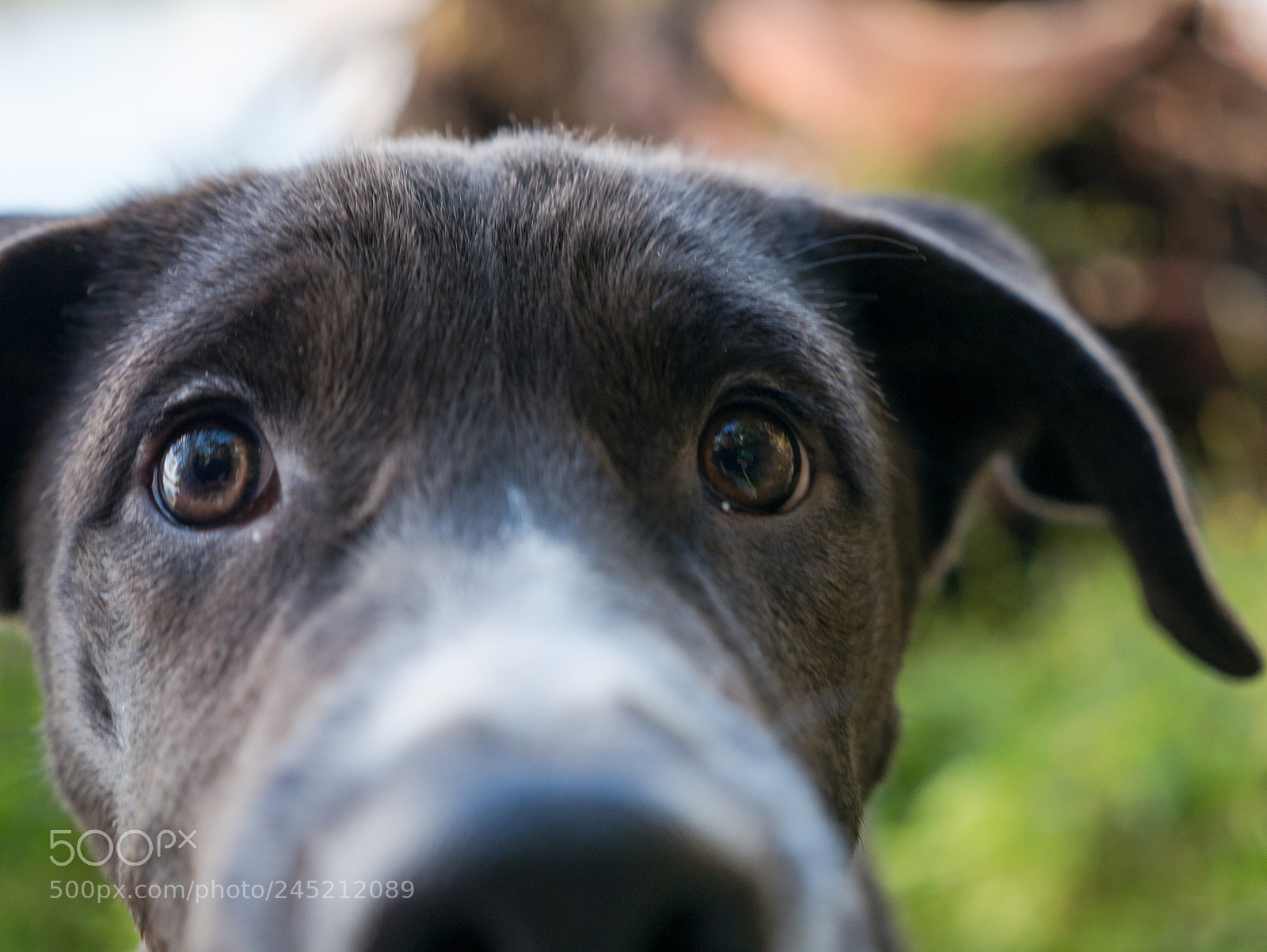 Panasonic Lumix DMC-G7 sample photo. Concerned dog photography