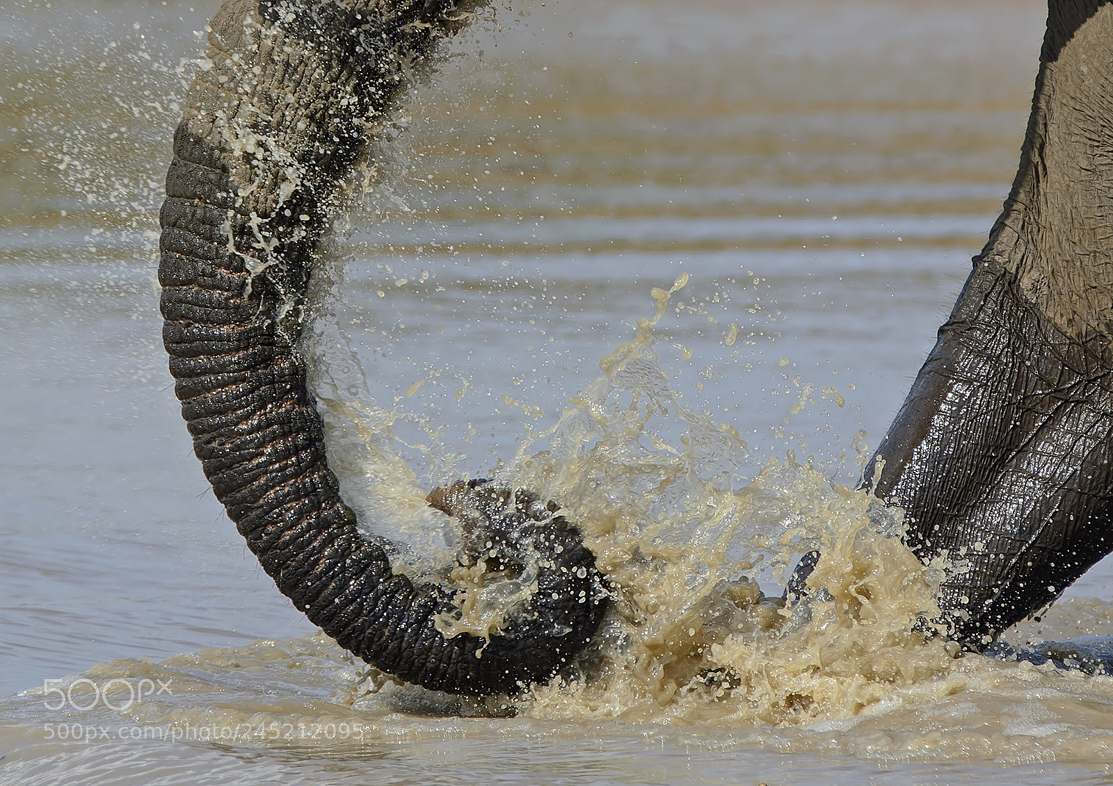 Nikon D7100 sample photo. Elephant crossing a river photography