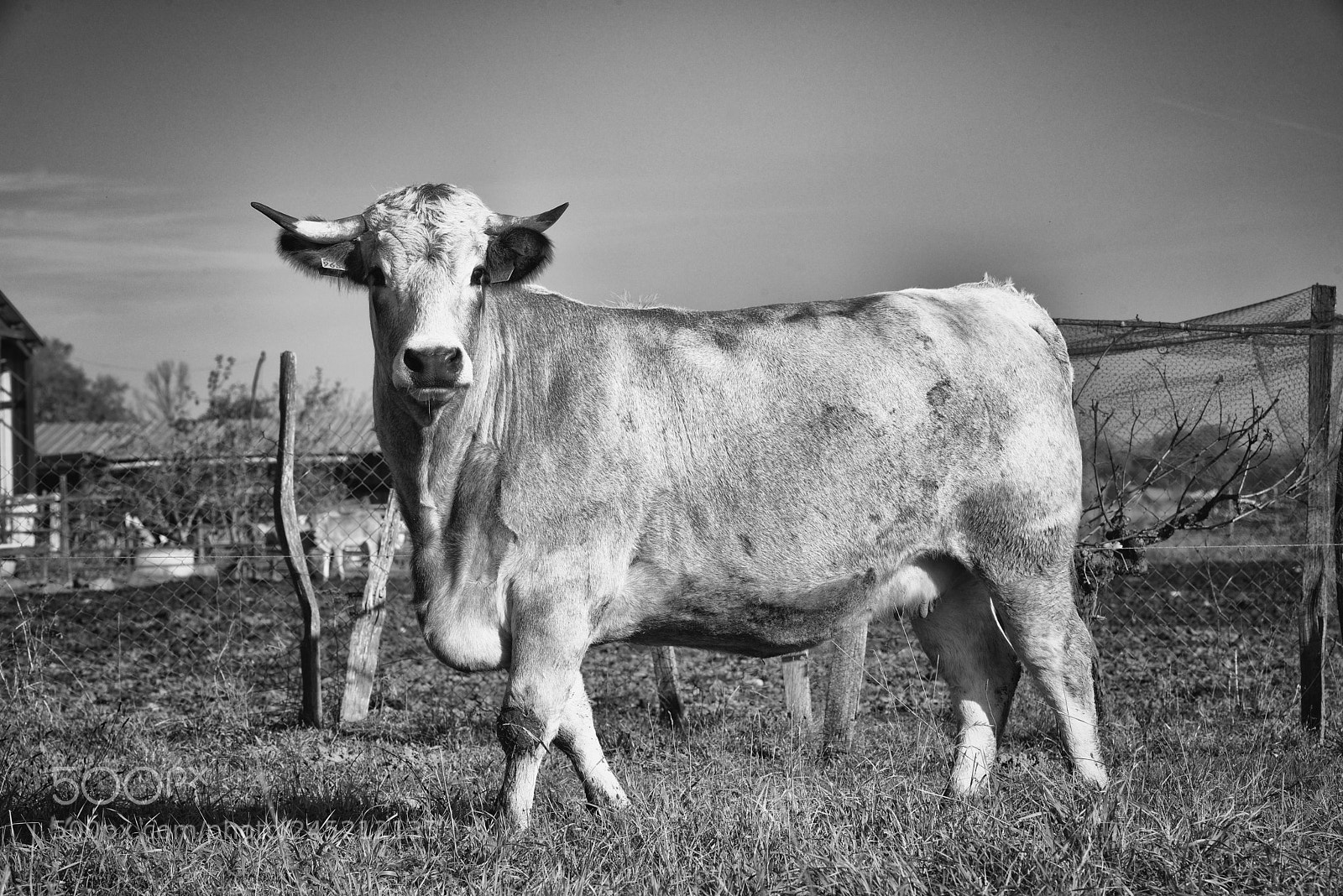 Nikon D800 sample photo. Nos agriculteurs ont du photography