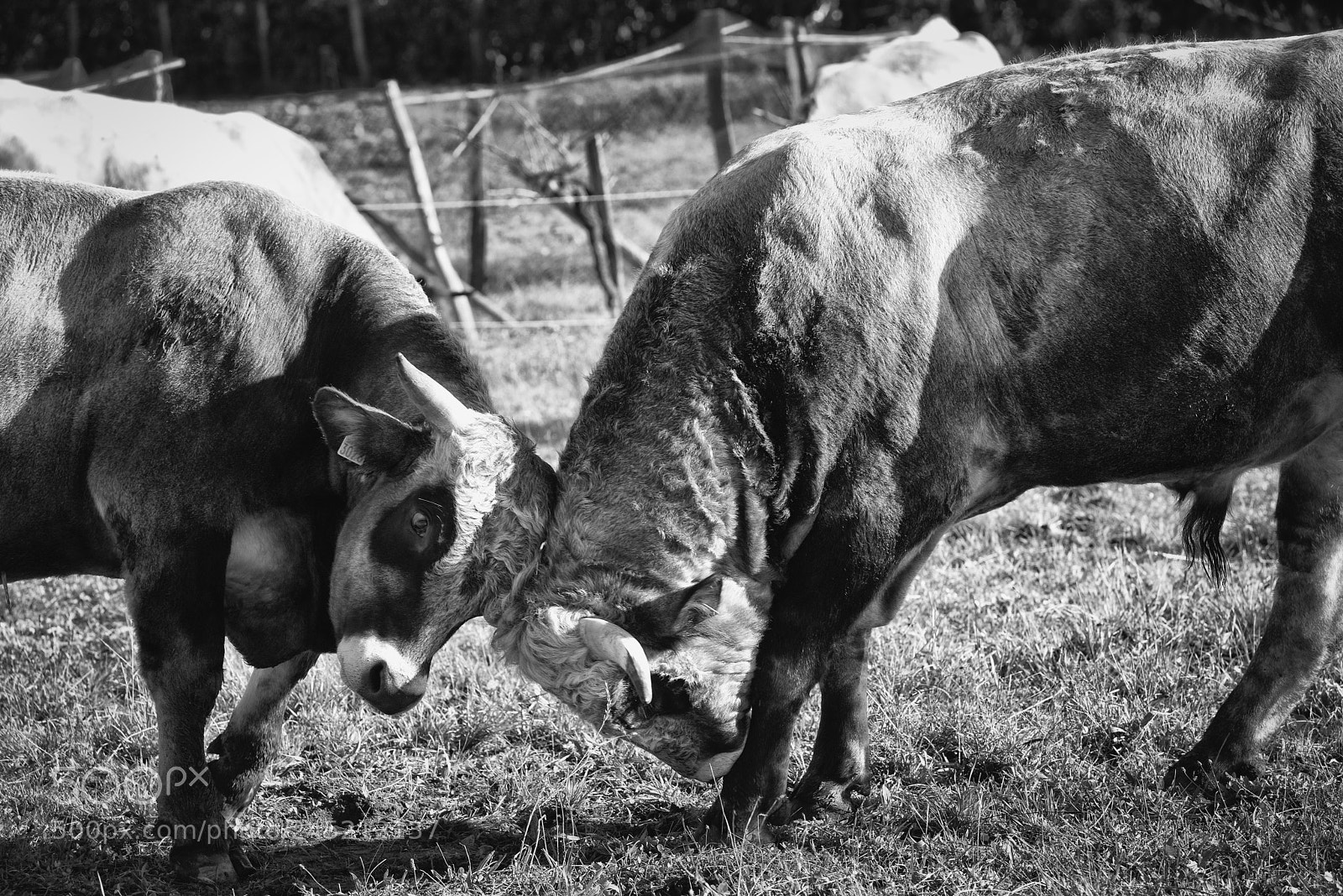Nikon D800 sample photo. Nos agriculteurs ont du photography