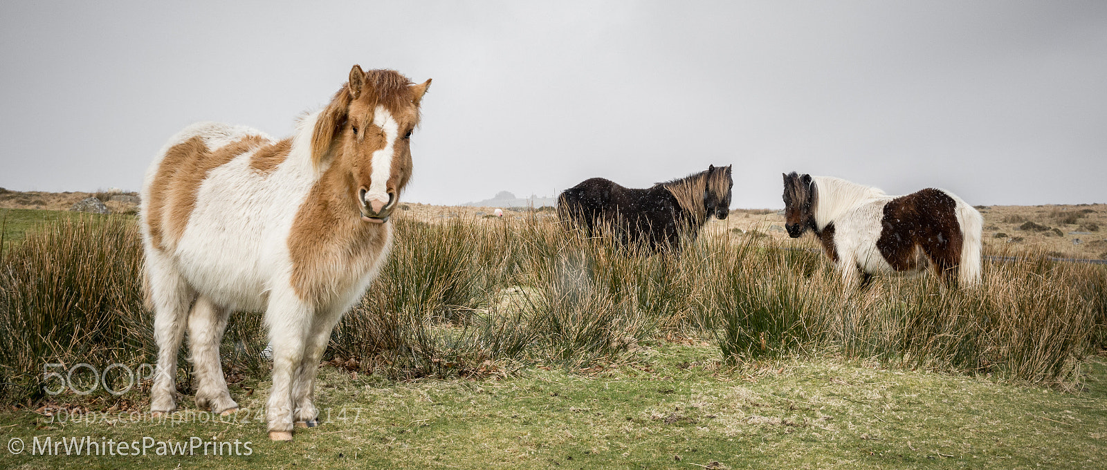 Nikon D7100 sample photo. A pony family portrait photography
