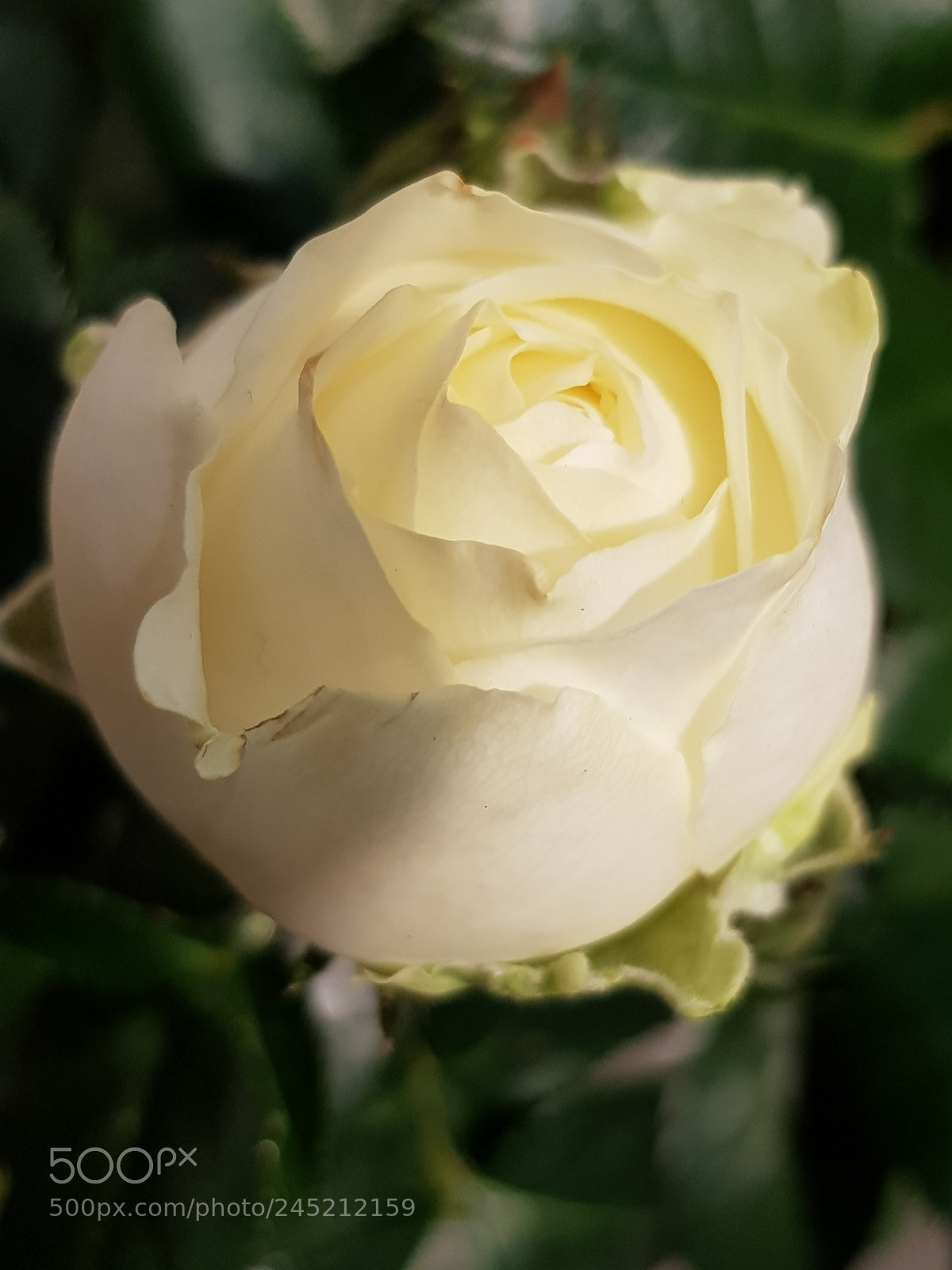 Samsung Galaxy S8 sample photo. Innocence photography