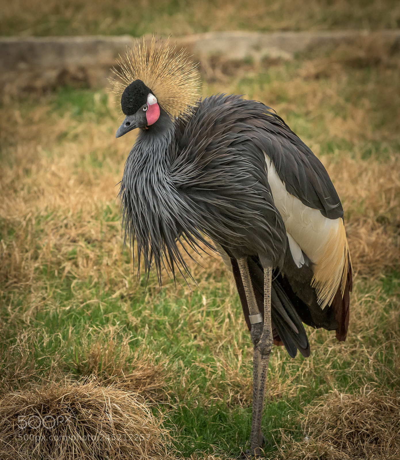 Nikon D850 sample photo. African crane photography