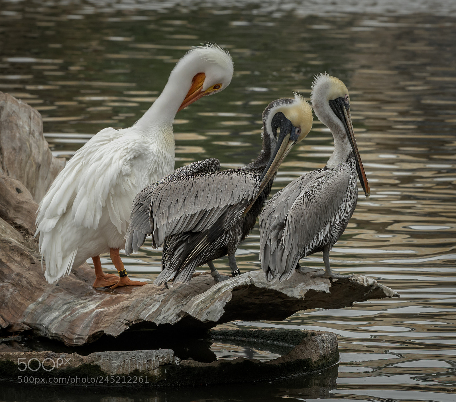 Nikon D850 sample photo. Birds photography