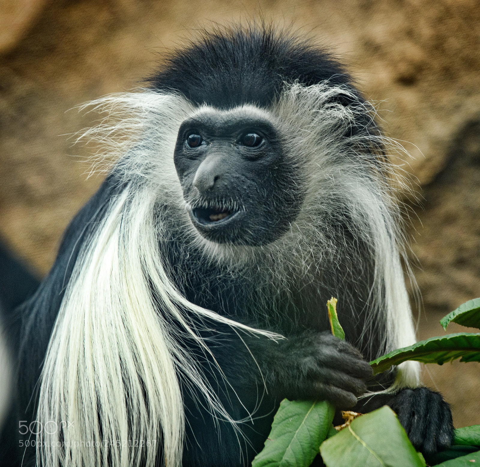 Nikon D850 sample photo. Angolan colobus photography