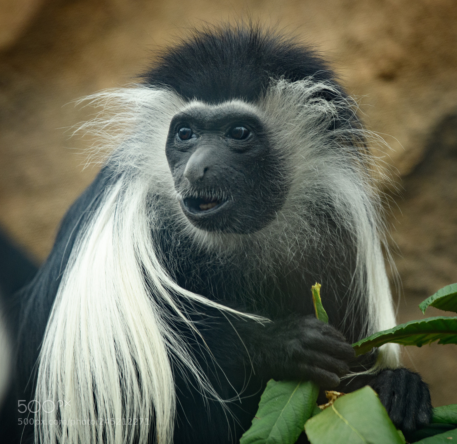 Nikon D850 sample photo. Black white monkey photography