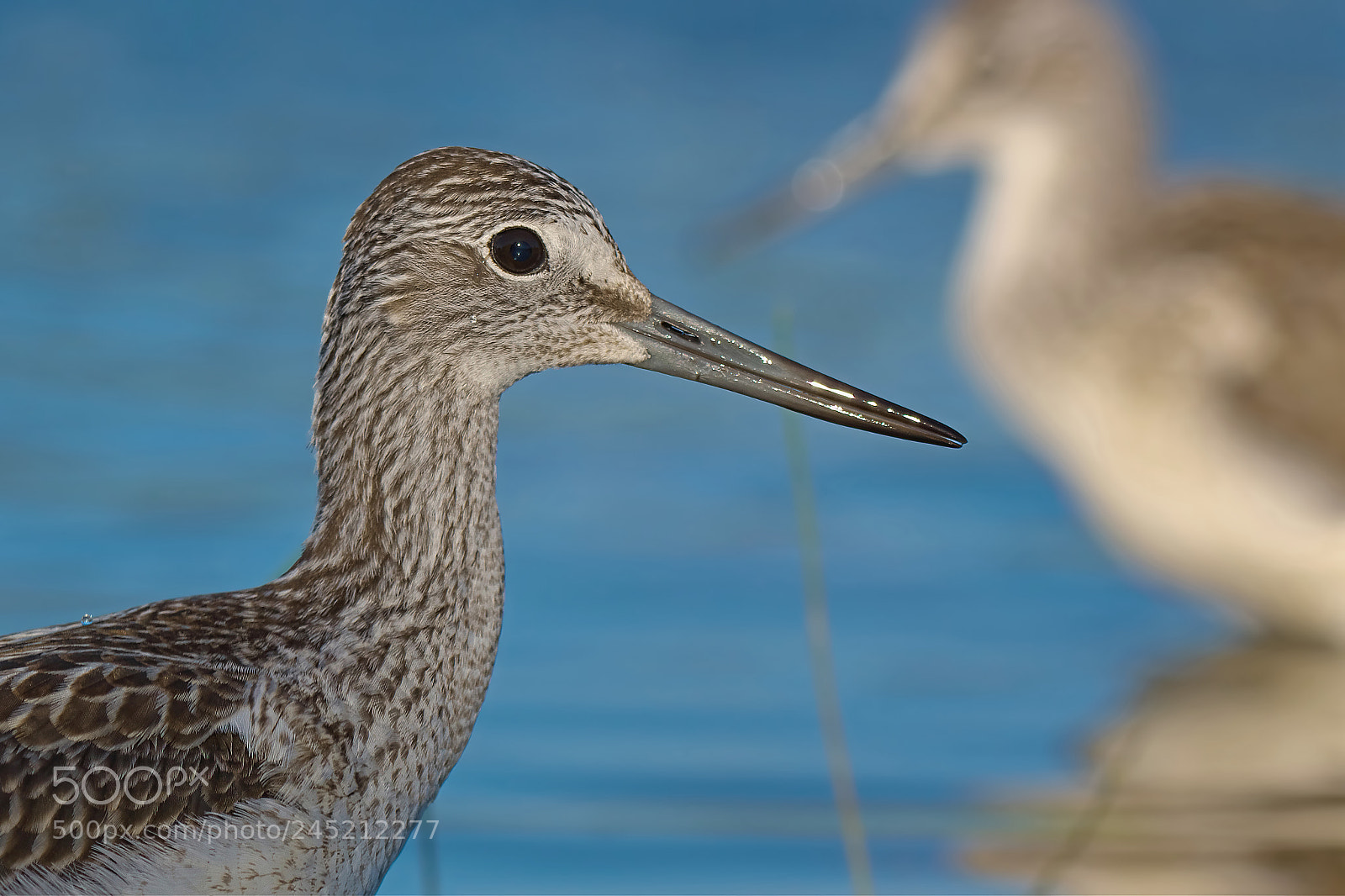 Pentax K-3 sample photo. Tringa nebularia... photography