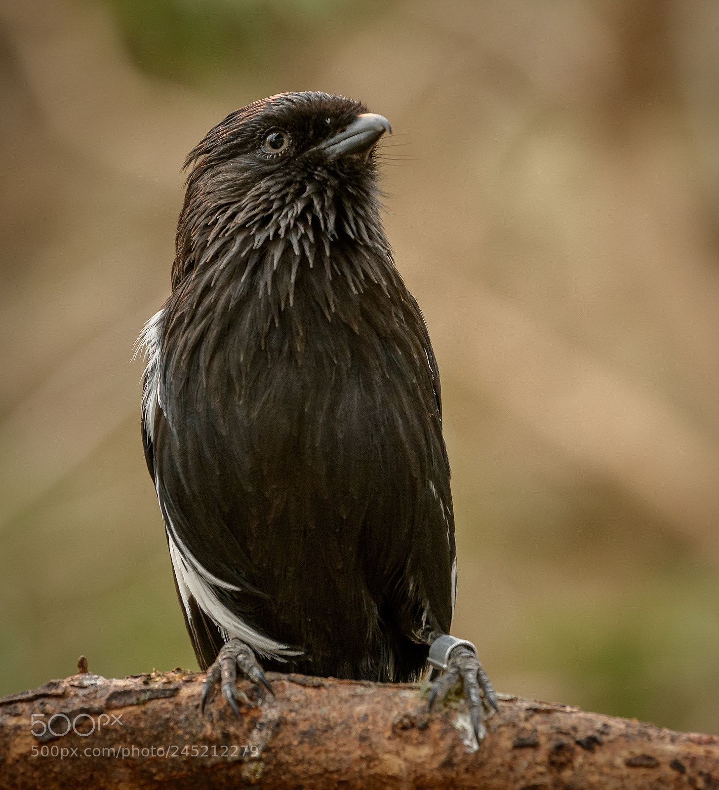 Nikon D850 sample photo. Brown bird photography