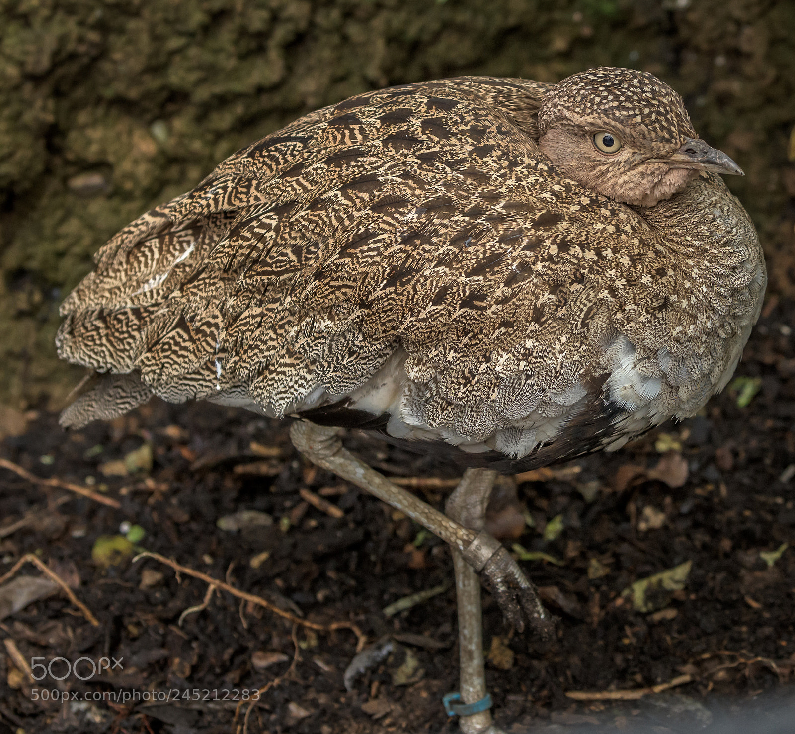 Nikon D850 sample photo. Brown spotted photography