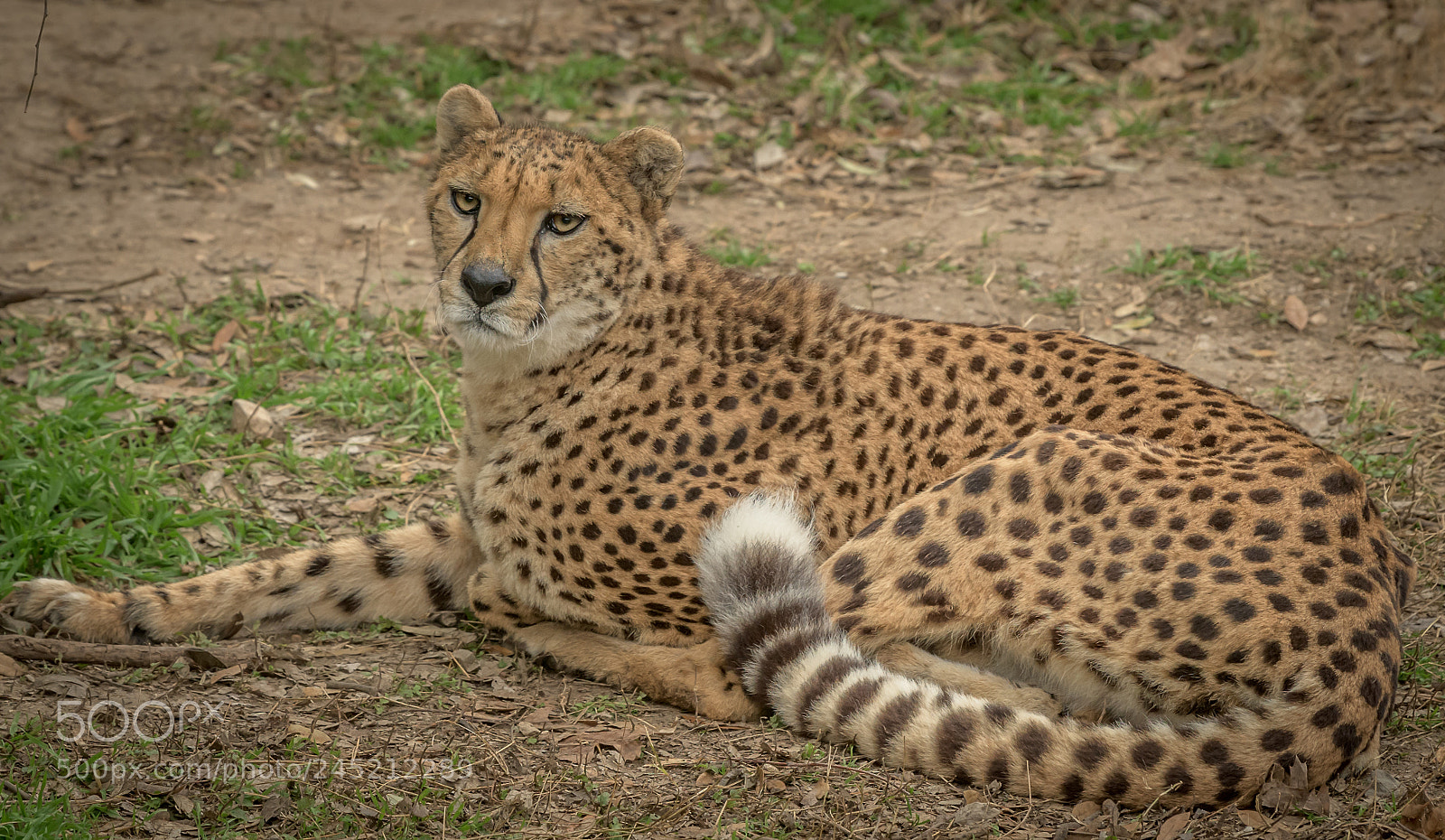 Nikon D850 sample photo. Cheetah photography