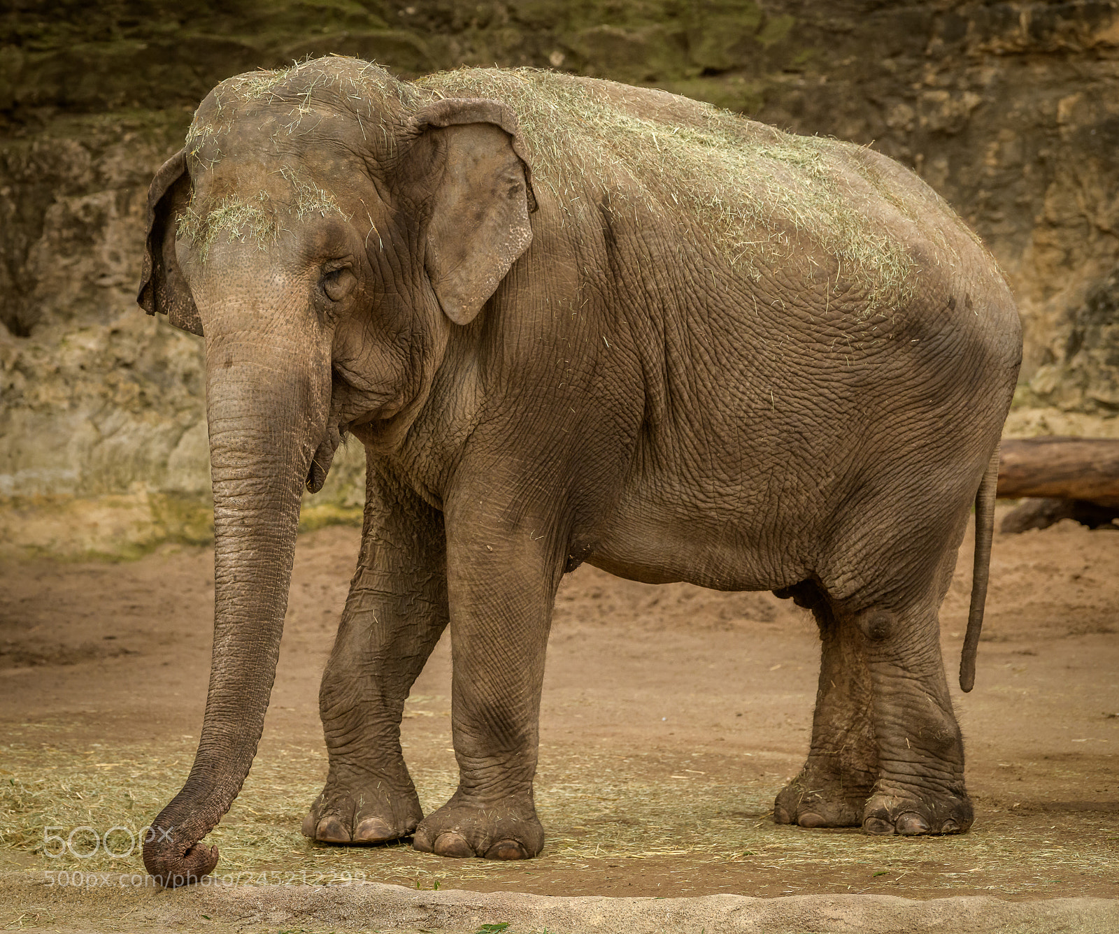 Nikon D850 sample photo. Elephant photography