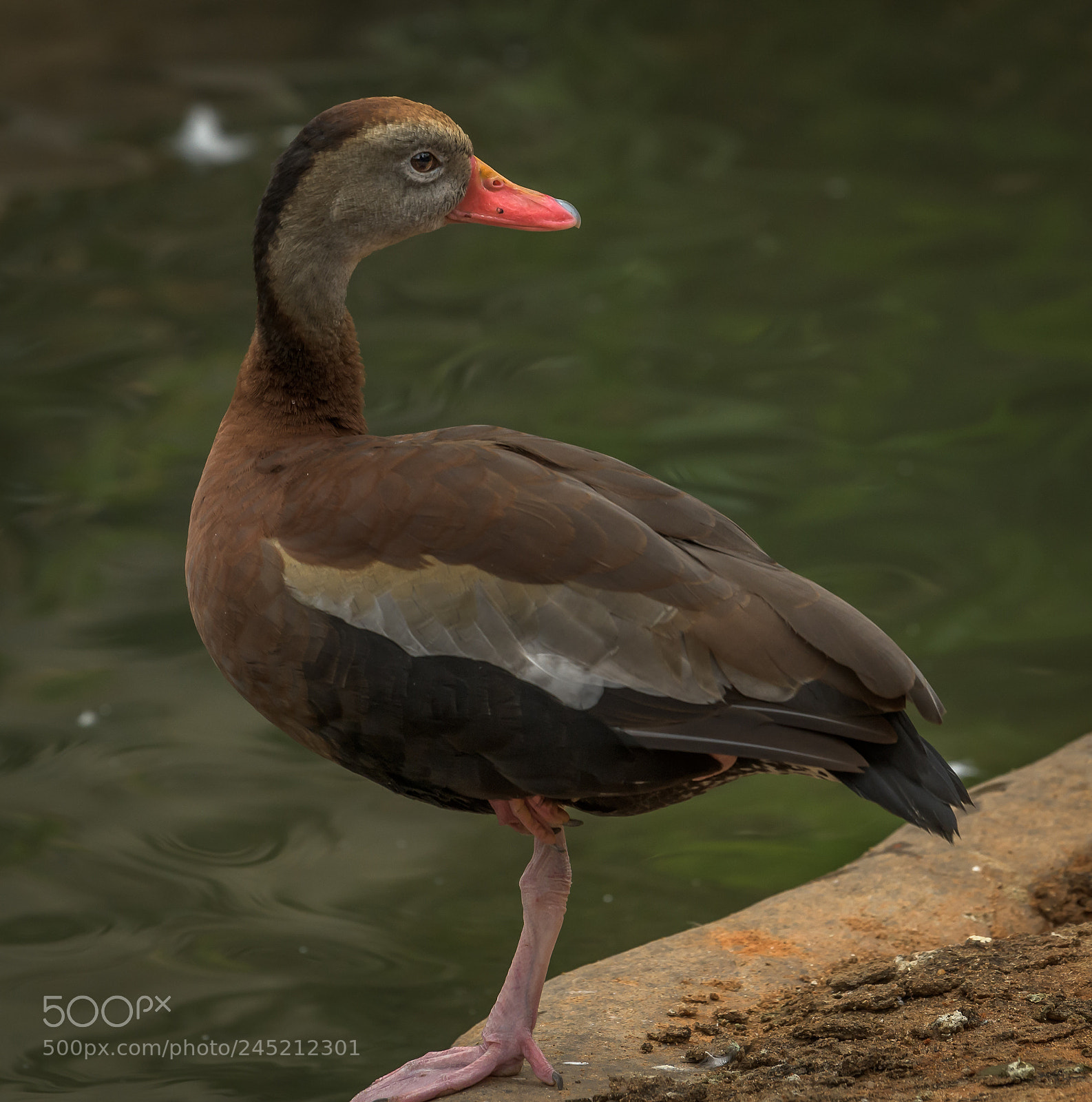 Nikon D850 sample photo. Duck brown photography
