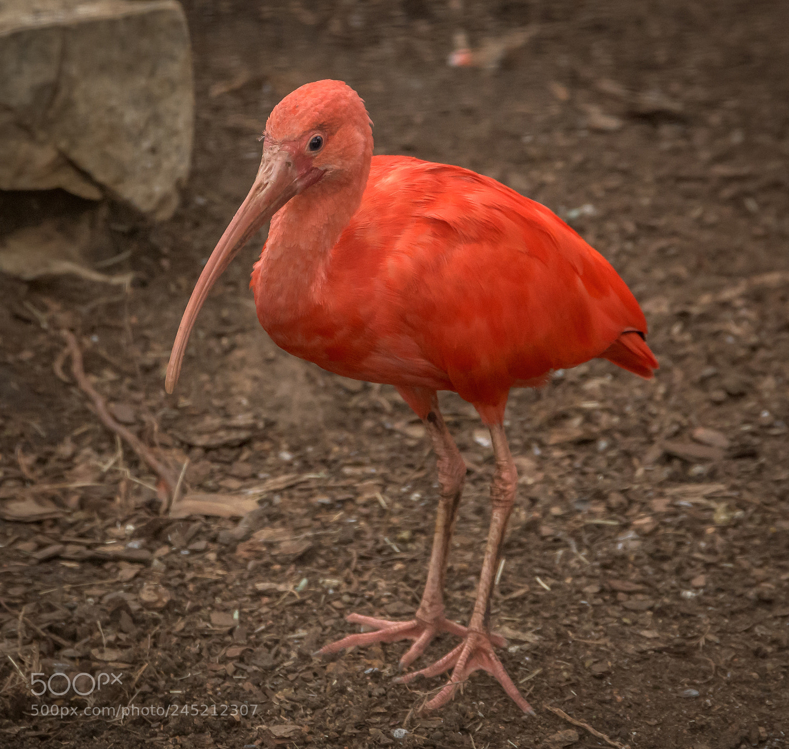 Nikon D850 sample photo. Flamingo photography