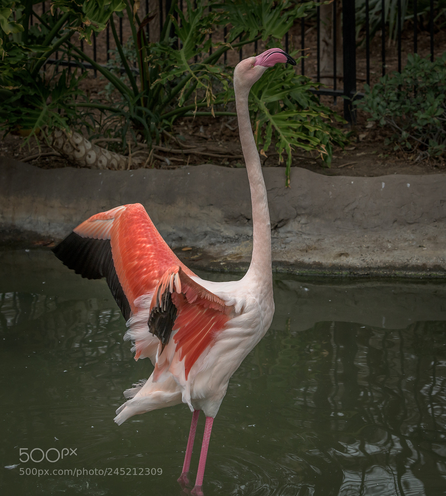 Nikon D850 sample photo. Flamingo photography