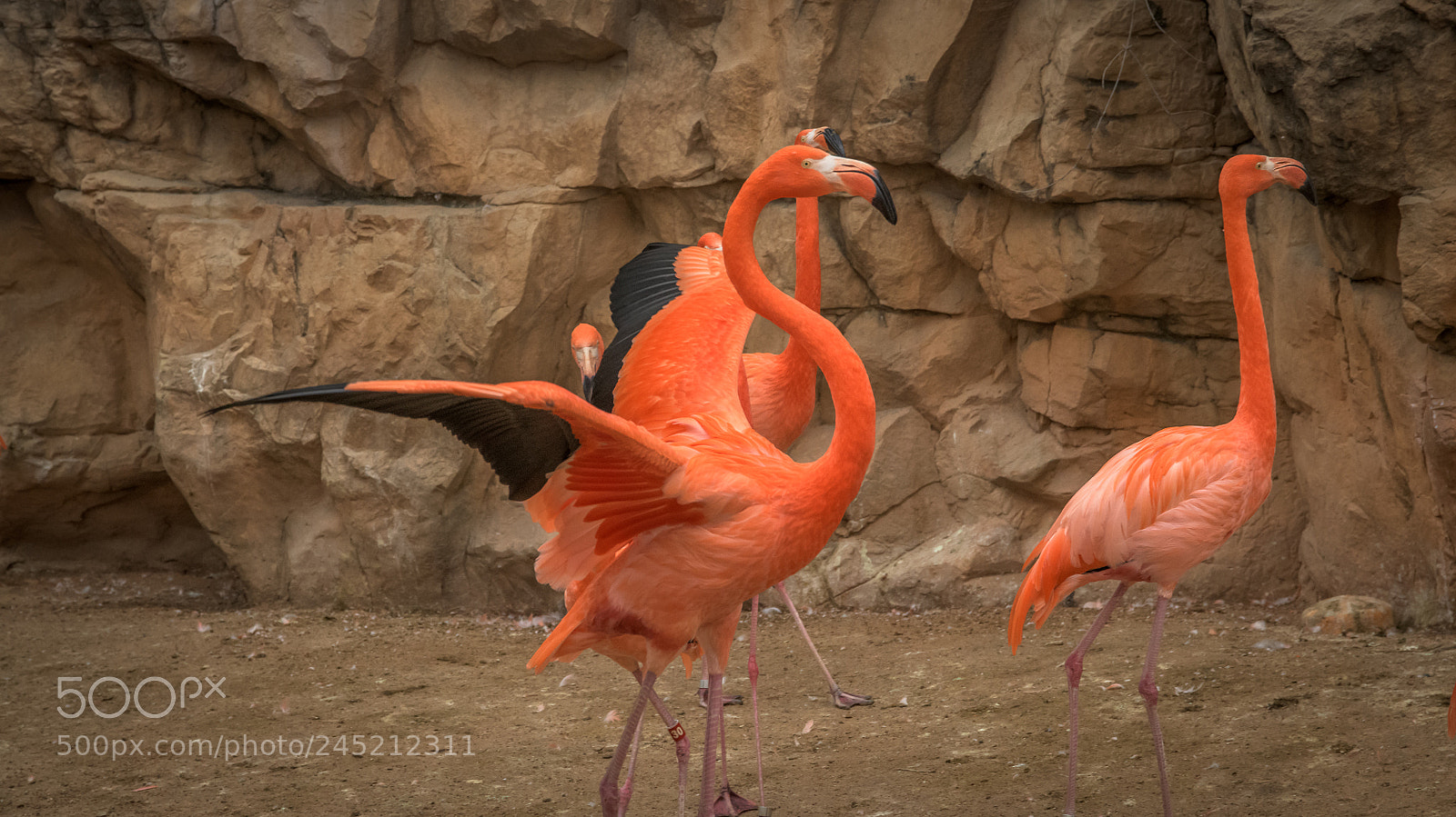 Nikon D850 sample photo. Flamingo photography