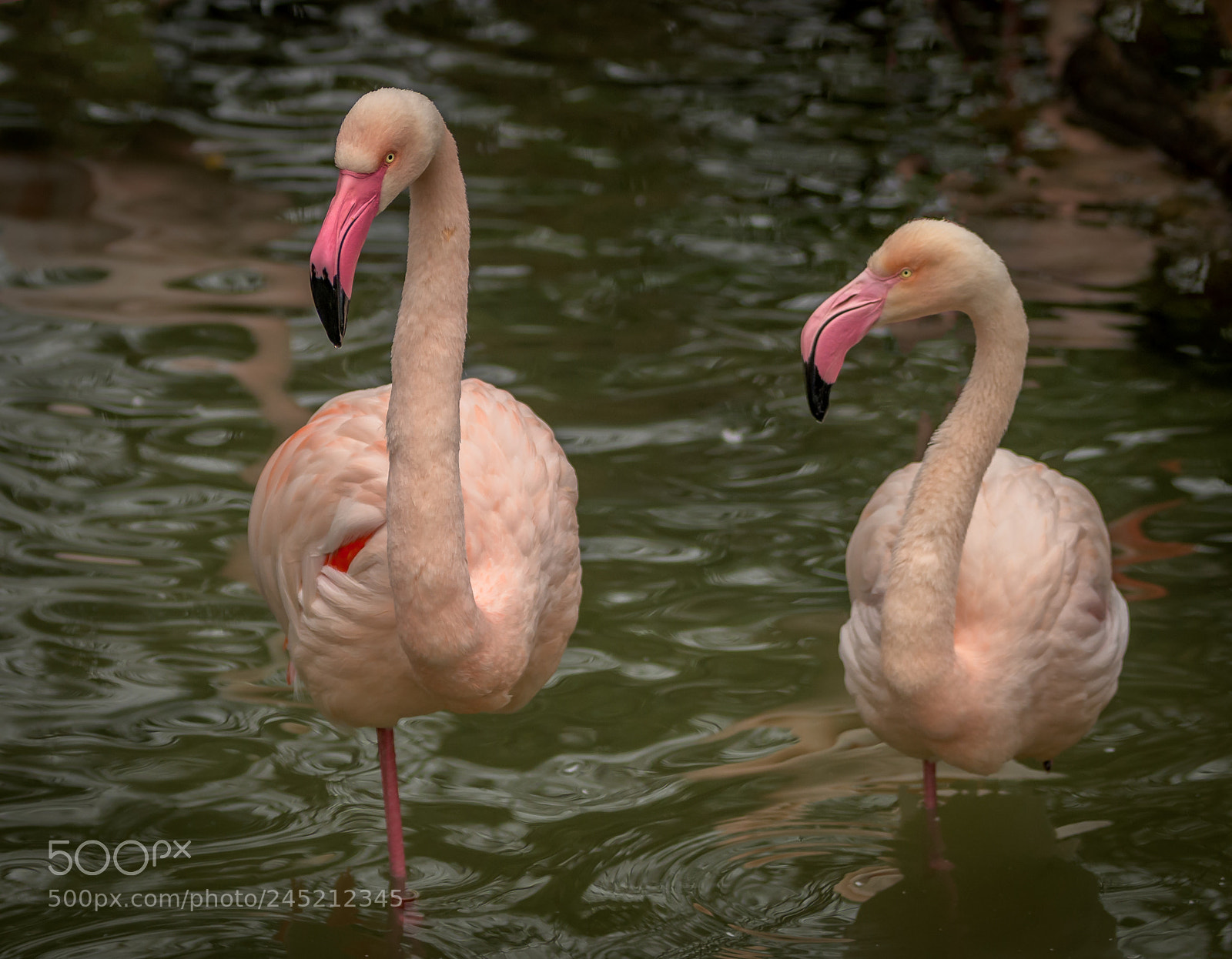 Nikon D850 sample photo. Flamingos photography