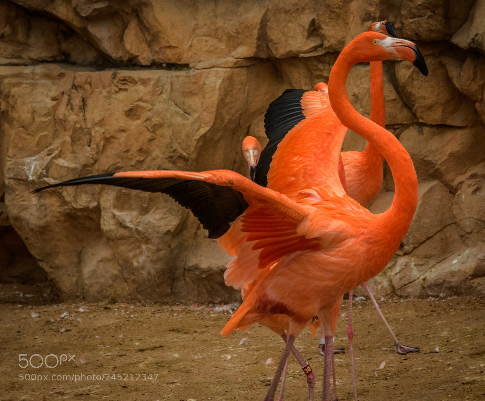 Nikon D850 sample photo. Flamingos photography