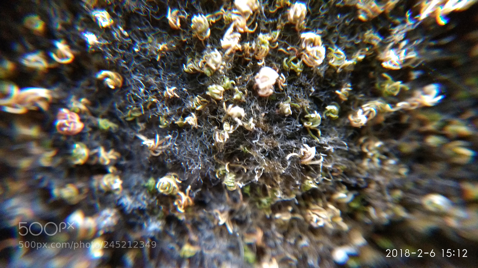 Xiaomi Redmi Note 4 sample photo. Algae on wall photography