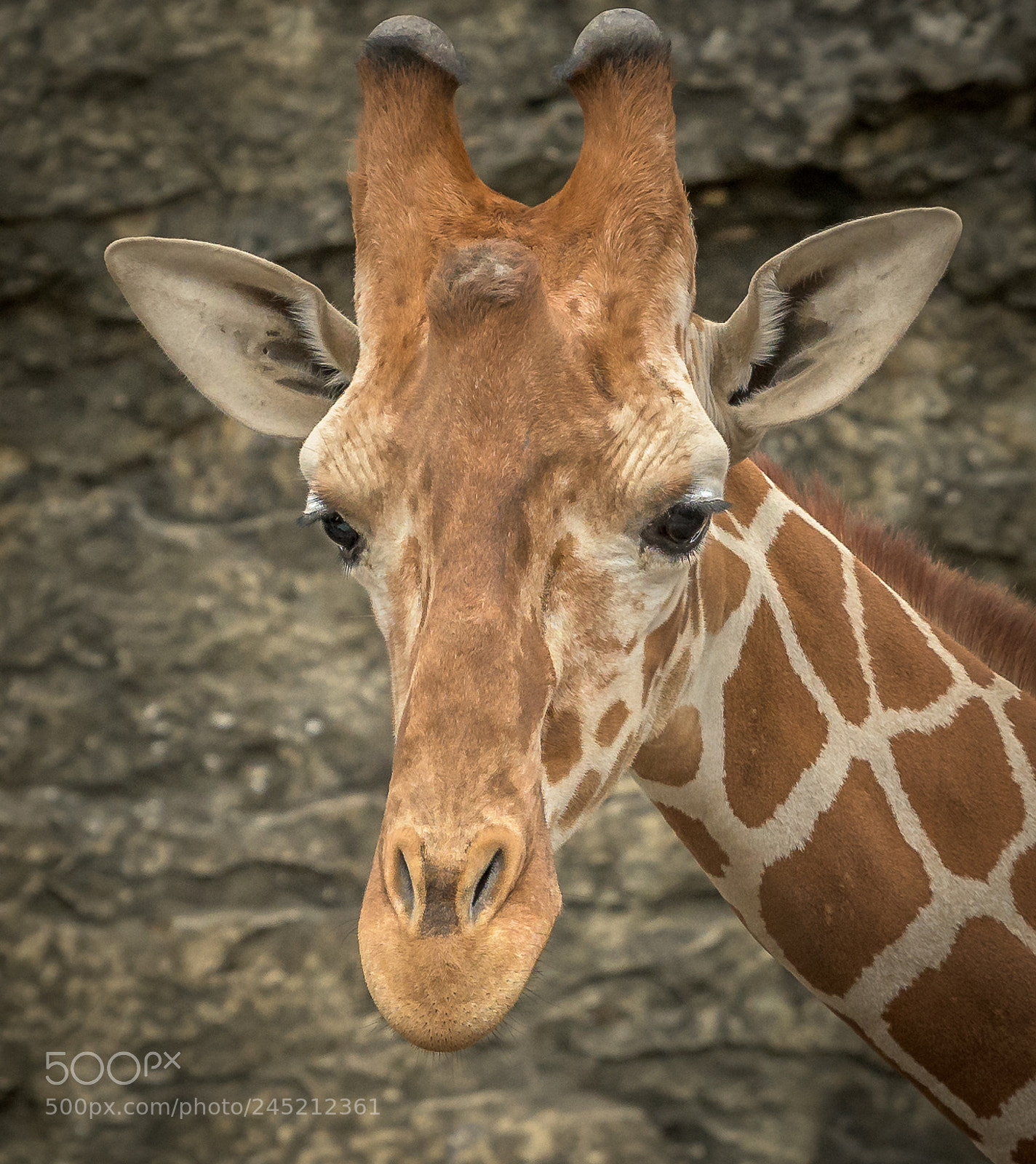 Nikon D850 sample photo. Giraffe head photography
