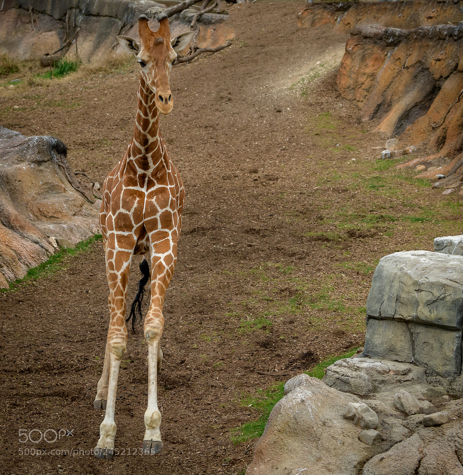 Nikon D850 sample photo. Giraffe run photography