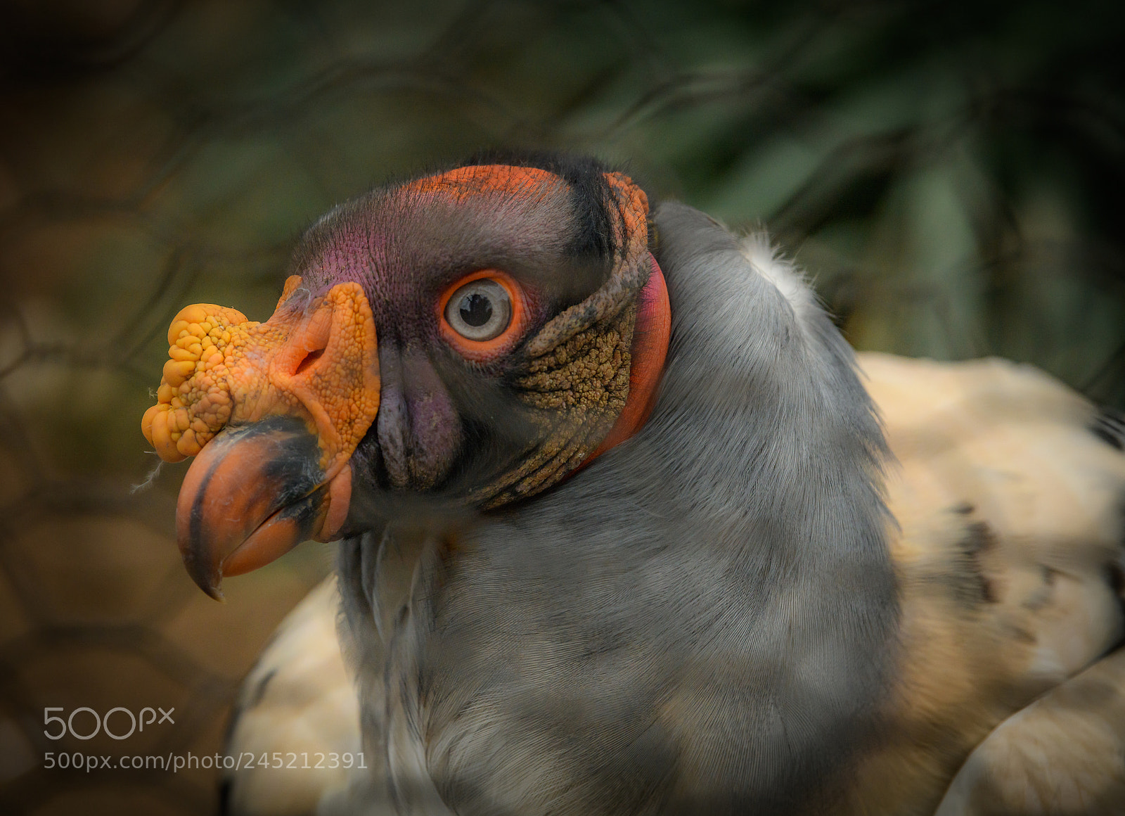 Nikon D850 sample photo. King vulture photography