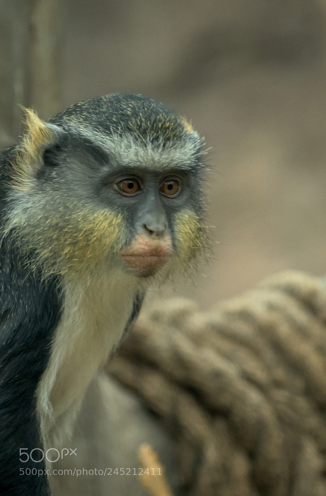 Nikon D850 sample photo. Monkey photography
