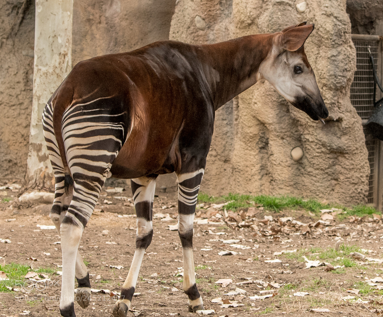 Nikon D850 sample photo. Okapi phantoms of the photography