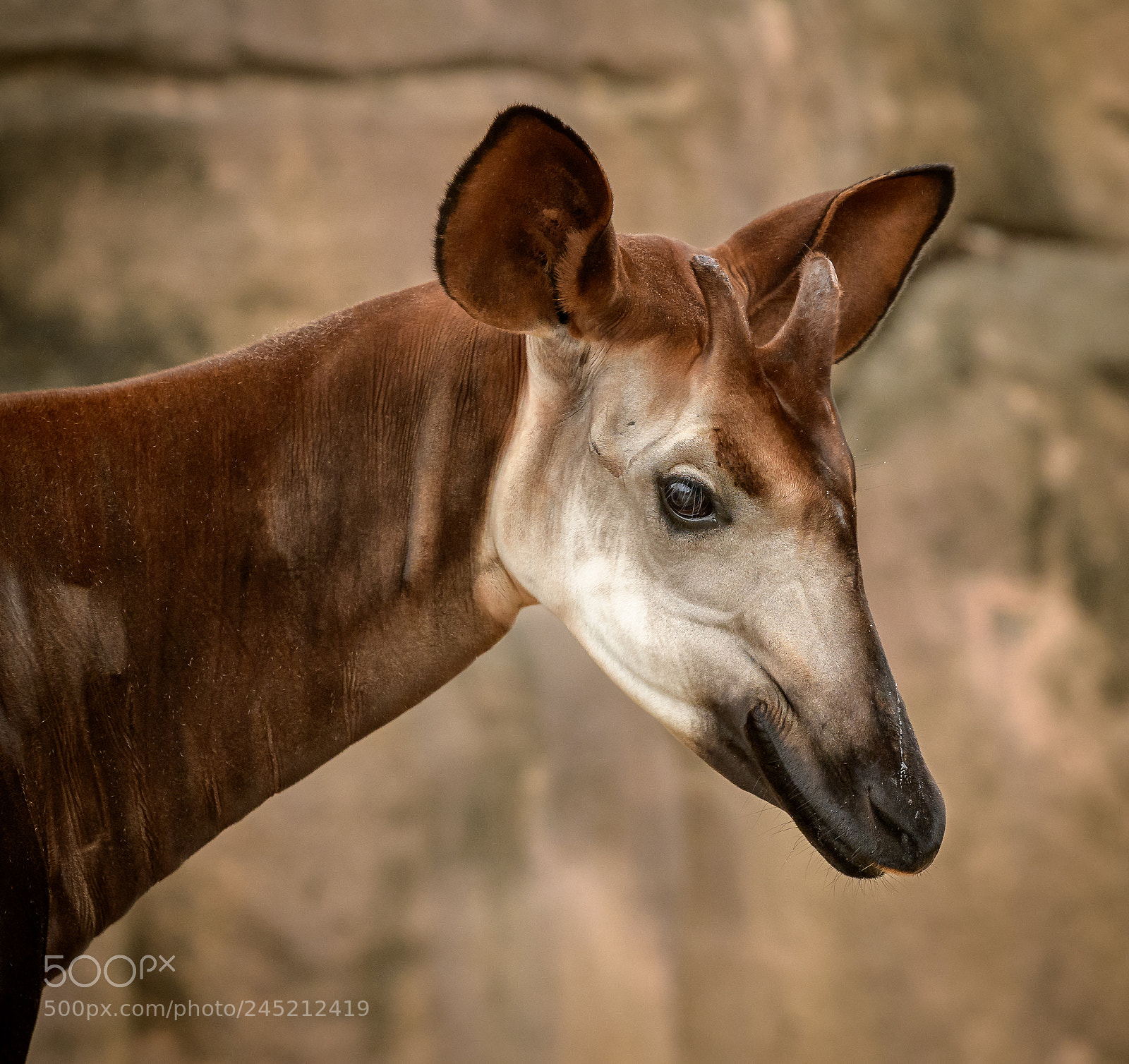 Nikon D850 sample photo. Okapi photography