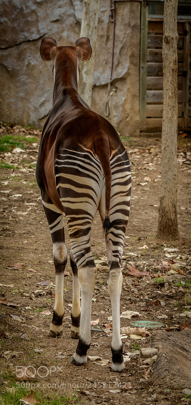 Nikon D850 sample photo. Okapi photography