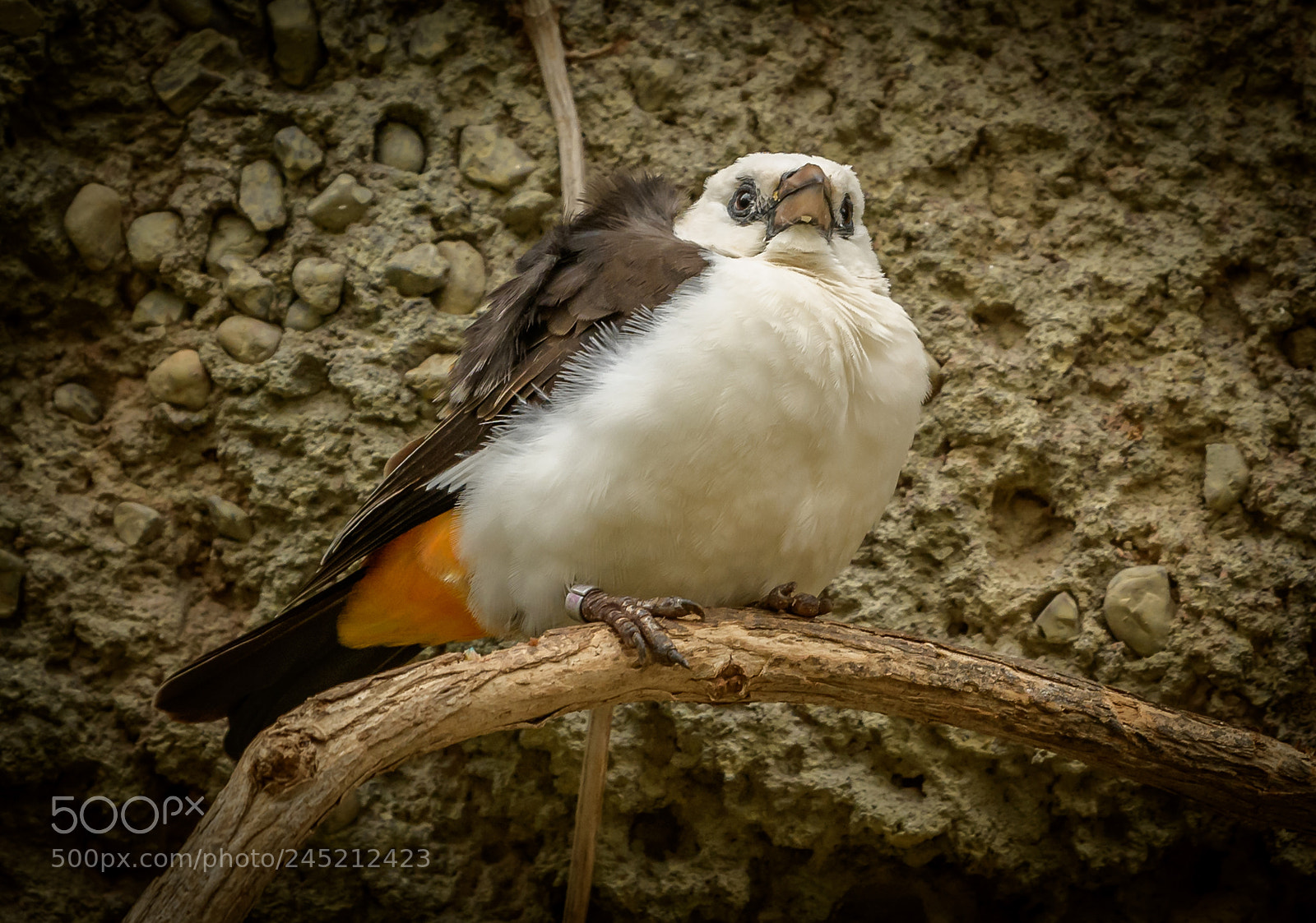 Nikon D850 sample photo. Orange brown bird photography