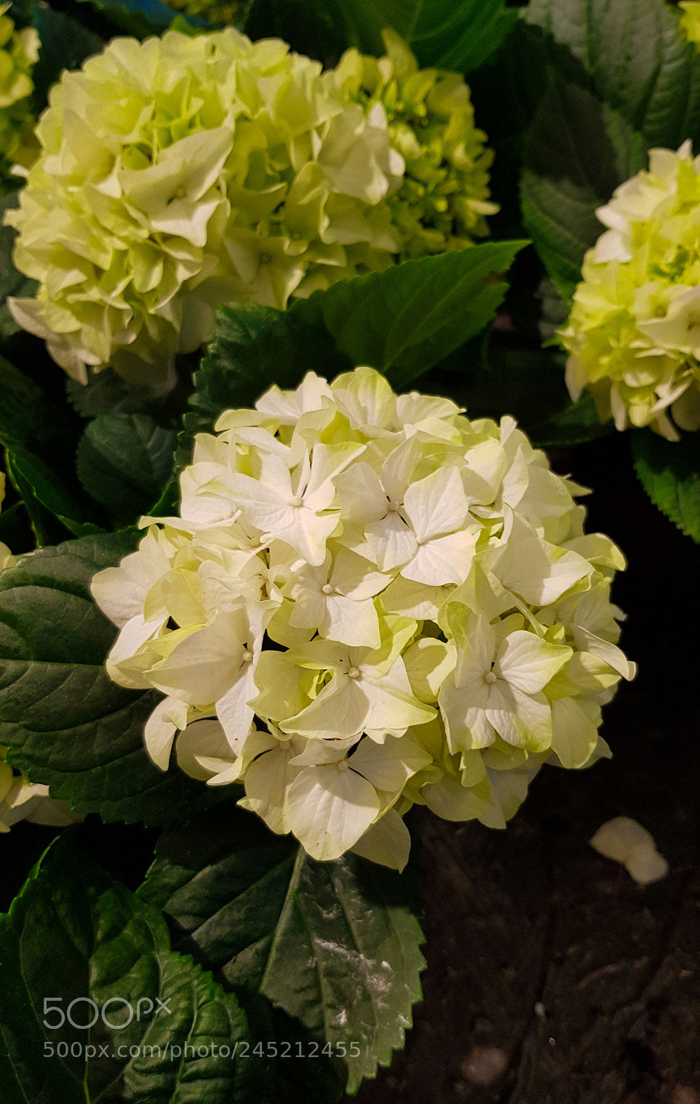 Samsung Galaxy S8 sample photo. A white hortensia, lat photography