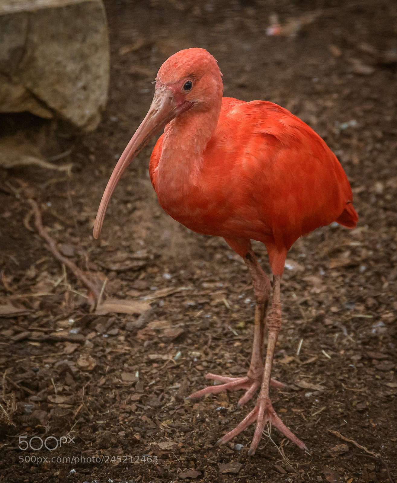 Nikon D850 sample photo. Small pink photography