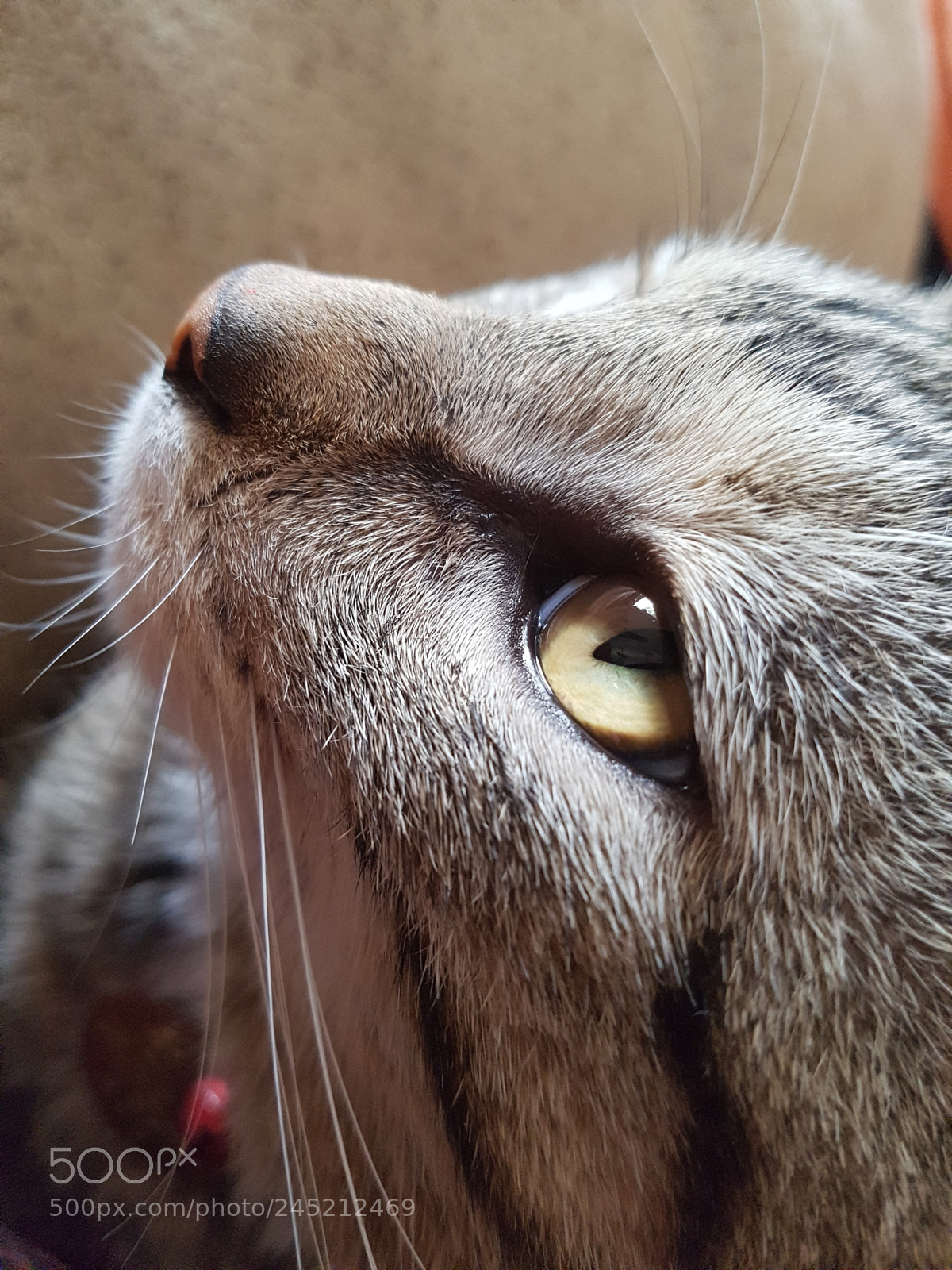 Samsung Galaxy S7 sample photo. Hades i photography