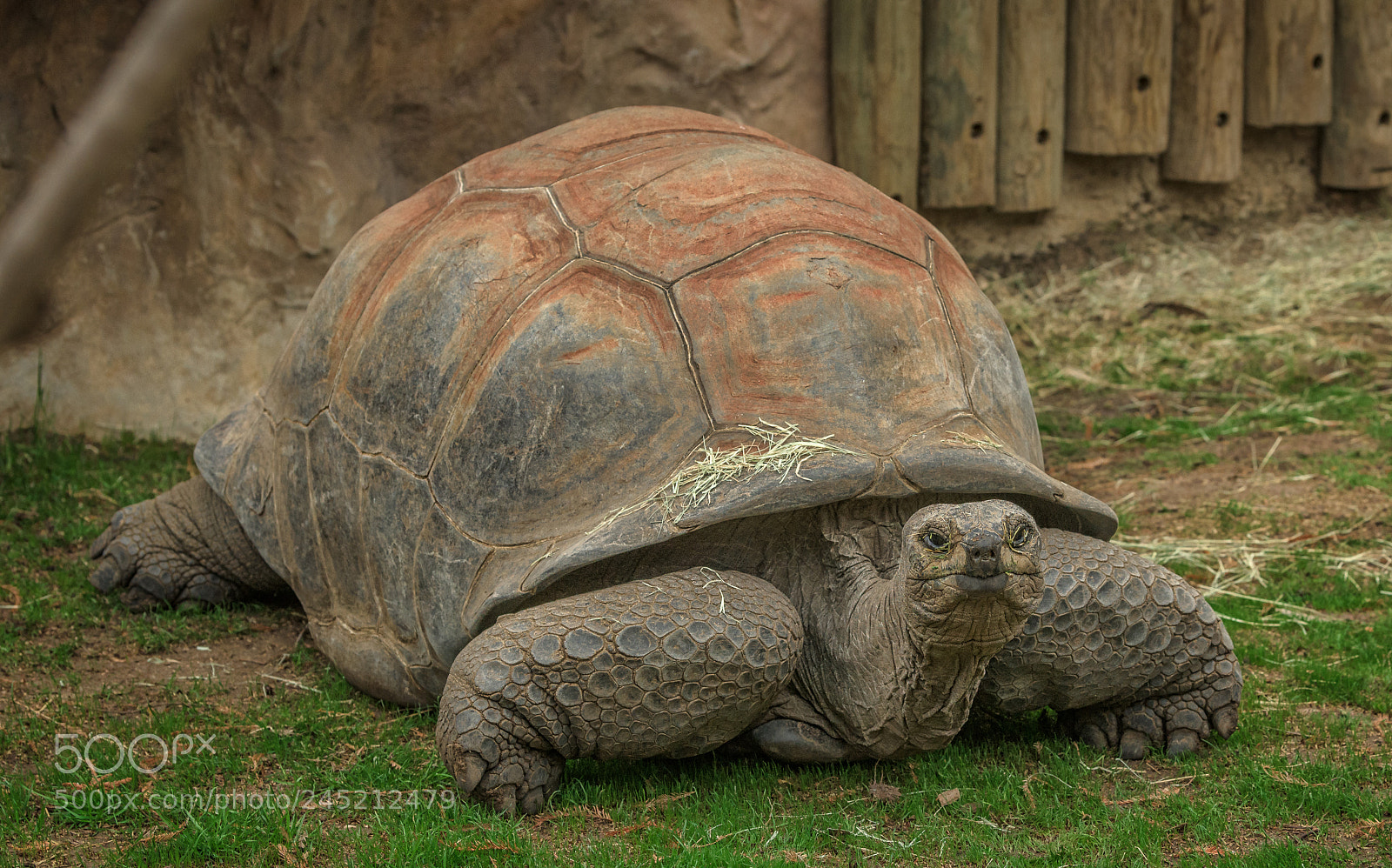 Nikon D850 sample photo. Turtle photography