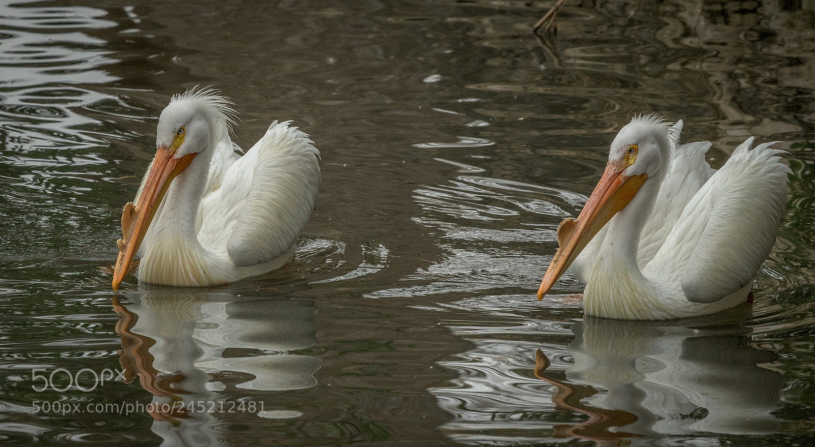 Nikon D850 sample photo. Two by two photography