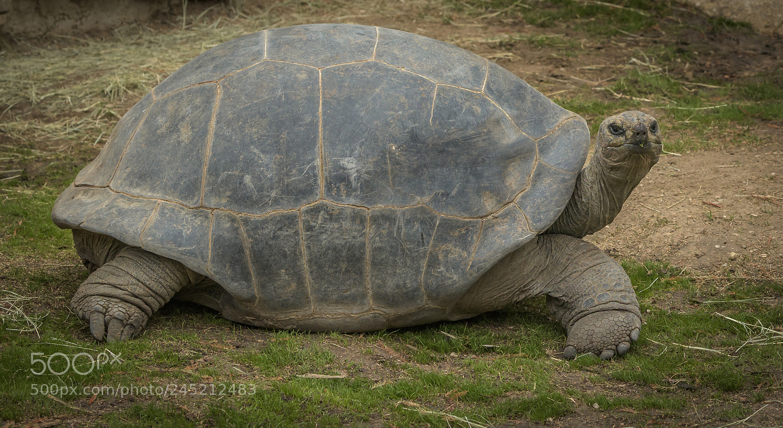 Nikon D850 sample photo. Turtle photography