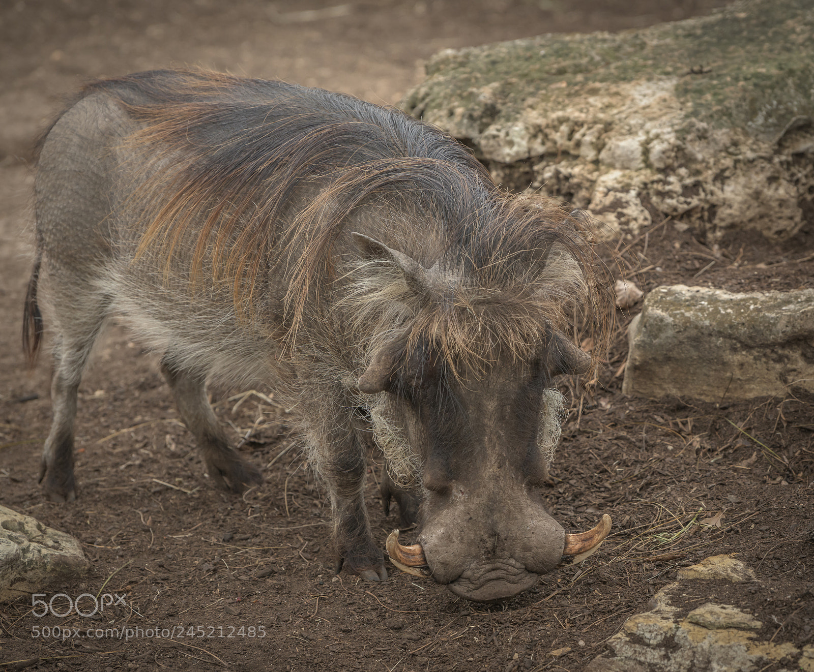 Nikon D850 sample photo. Wart hog photography