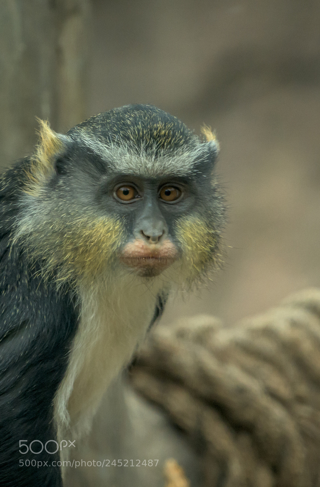 Nikon D850 sample photo. Wolf’s guenon photography