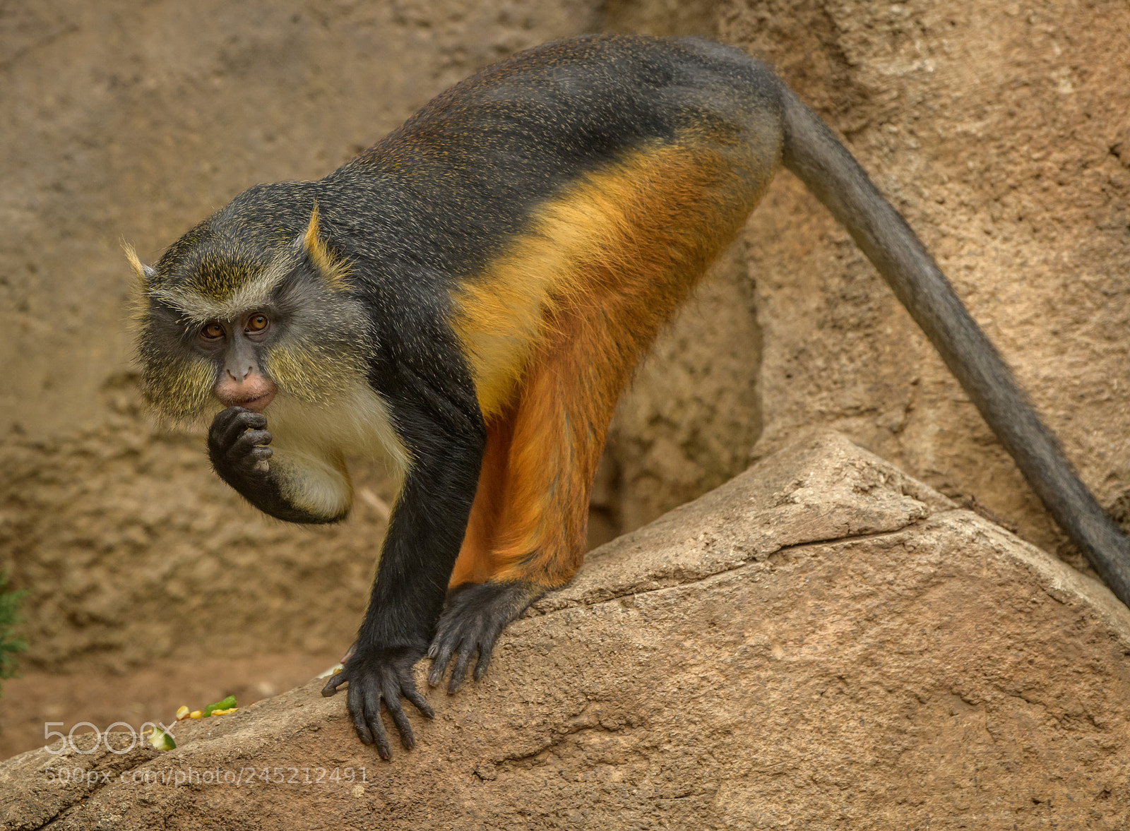 Nikon D850 sample photo. Wolf’s guenon photography