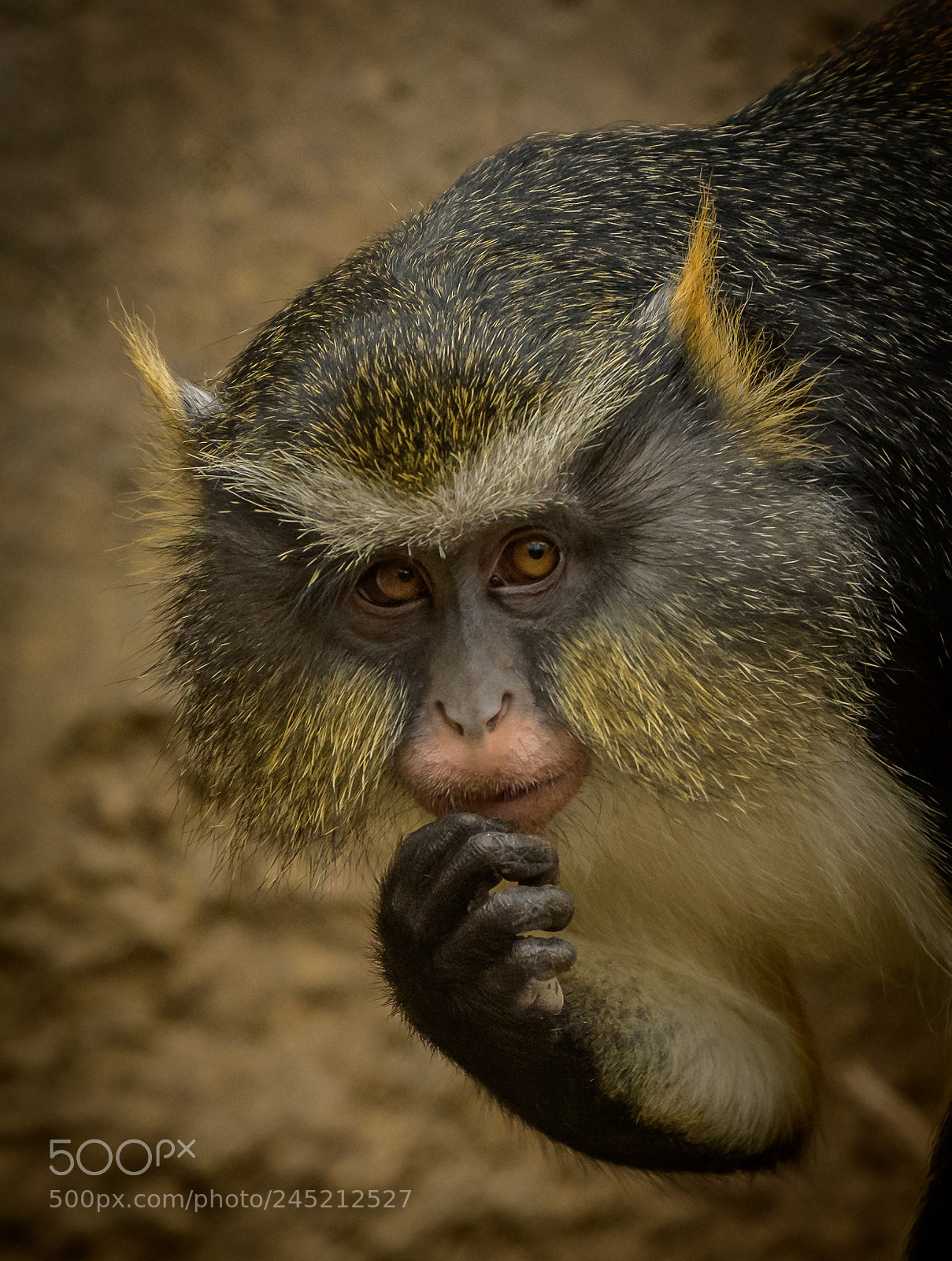 Nikon D850 sample photo. Wolf’s guenon photography
