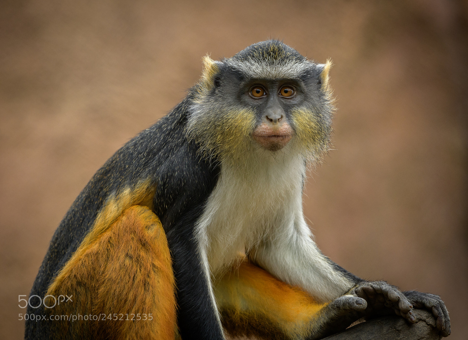 Nikon D850 sample photo. Wolf’s guenon photography