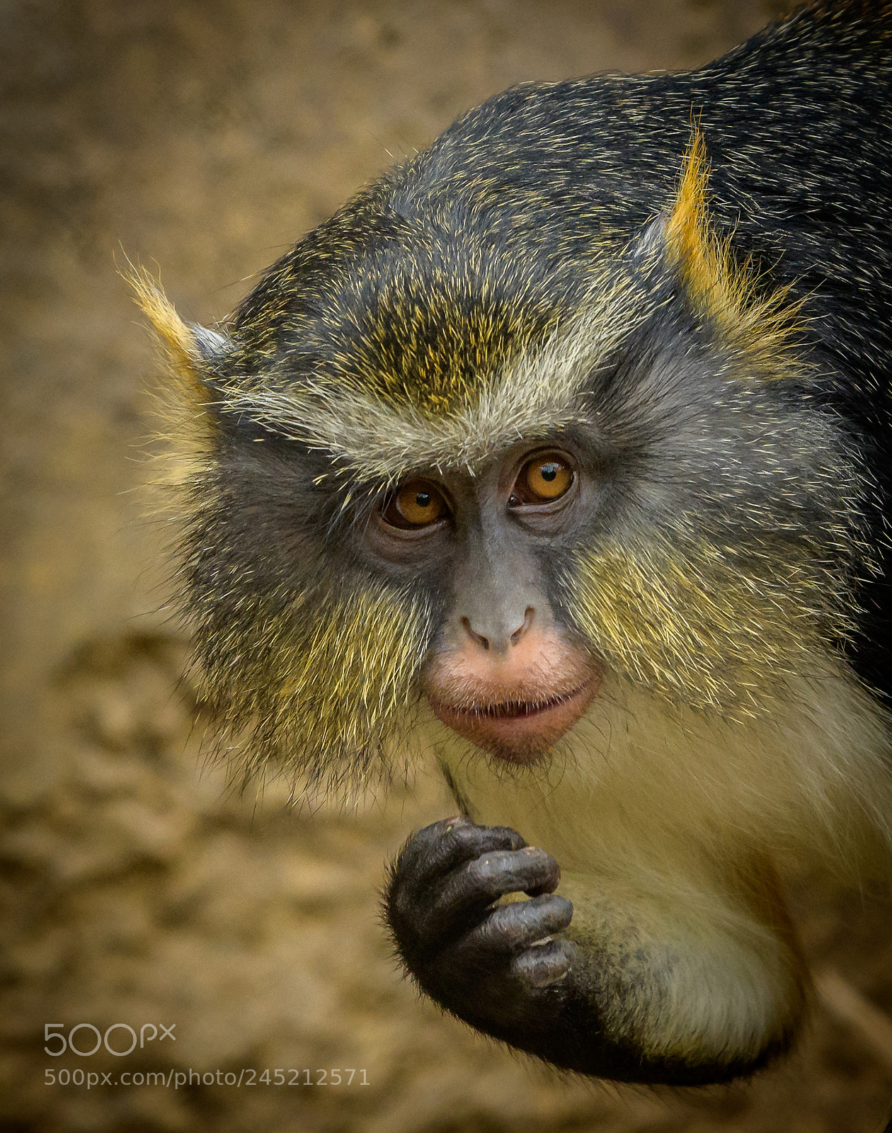 Nikon D850 sample photo. Wolf’s guenon photography