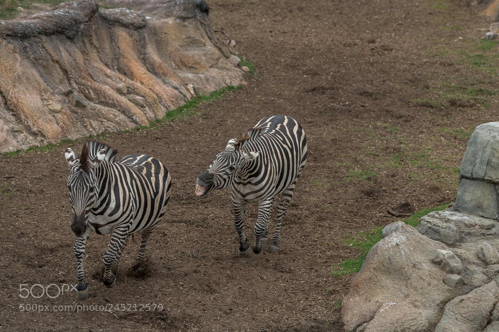 Nikon D850 sample photo. Zebra run photography