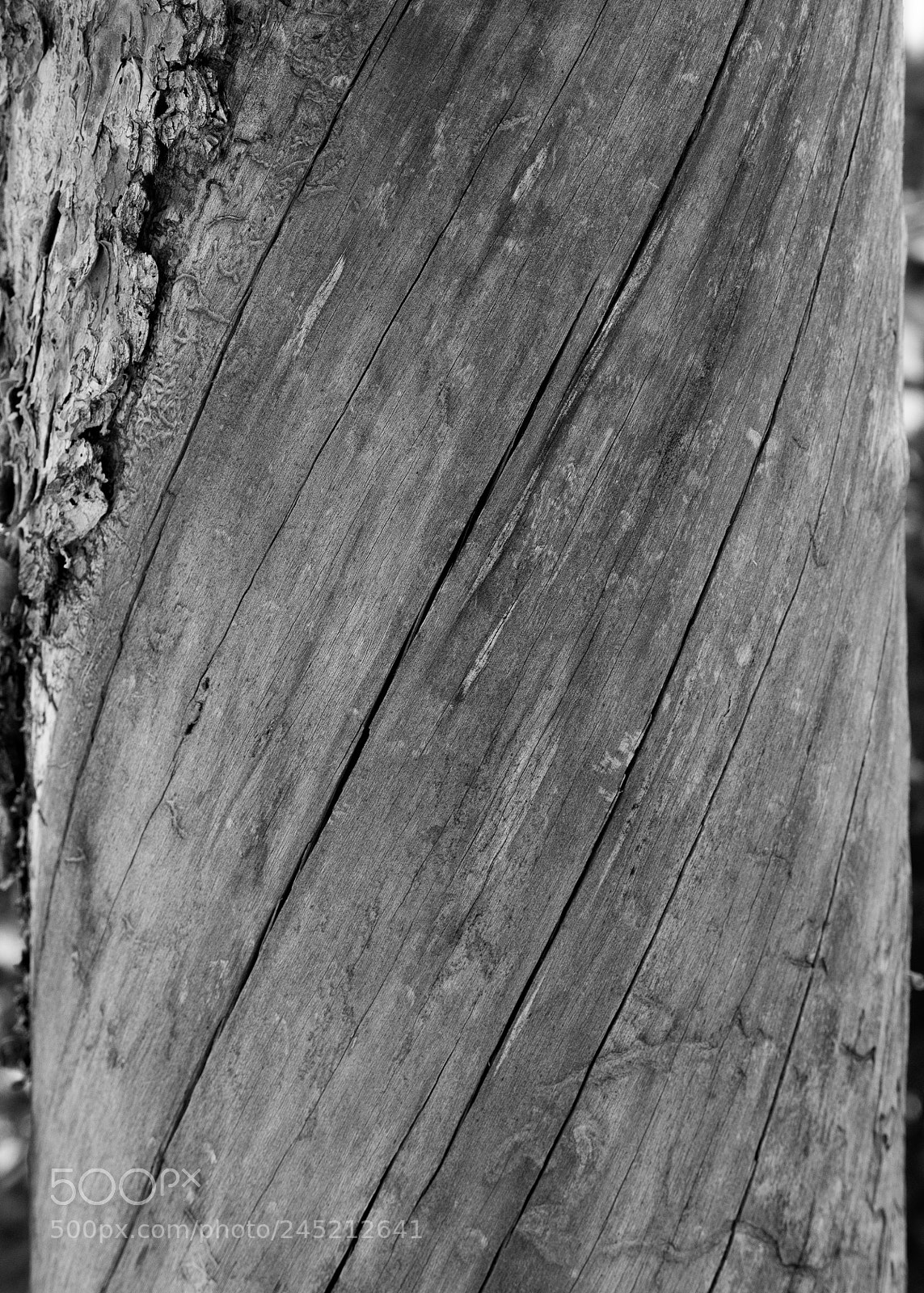 Panasonic Lumix DMC-G7 sample photo. Dead tree photography